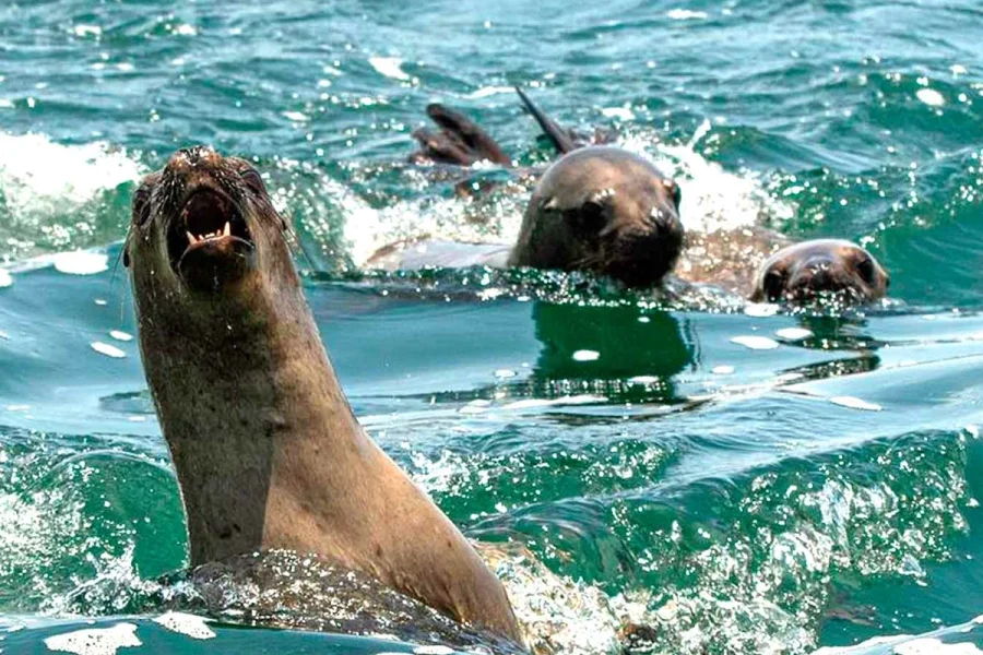 Nado con Lobitos Marinos